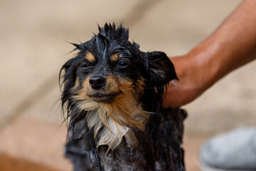 A long haired chihuahua being given a shower, looking forlorn and bedraggled, wet dog. Dog grooming 