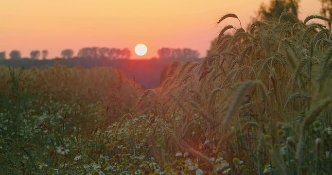 Wild chamomile in wheat field at sunset pink sky, sunbeams illuminate the lawn. Sun sets over the horizon, nobody. Medicine herb flowers on summer meadow. Matricaria Chamomilla, Recutita.