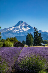 majestic Mt. Hood on the background of a lavender field during a clear summer sky in Oregon.