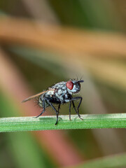 fly on leaf