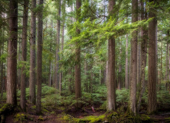 towering trees in a lush green rain forest in the Pacific Northwest in Washington State