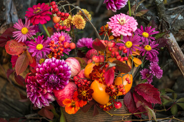Autumn flower in fall bouquet closeup background, florist pink yellow red purple orange composition with dahlia in garden
