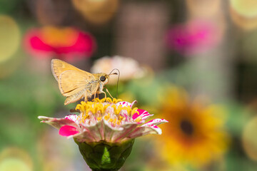 Skipper butterfly on a muti colored zinnia