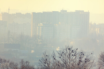 Morning city scenery . Foggy cityscape view . Birds on the trees