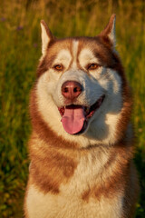 Happy smiling face of a red husky dog close-up