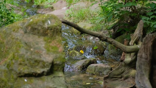 Woodland stream - Stock Image - C016/2344 - Science Photo Library