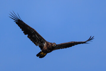 juvenile bald eagle soaring