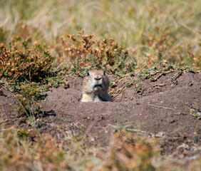 prairie dog looking out from its burrow in Badlands national park in South Dakota