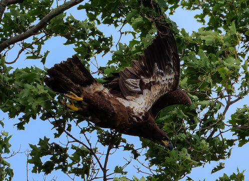 juvenile bald eagle diving from tree