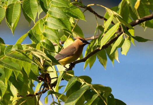 cedar wax wing in tree