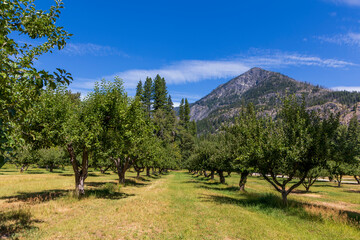 apple trees orchard under a clear blue summer sky in Stehekin in Washington state