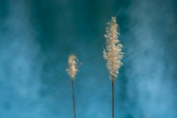 ススキの穂と青い池の湖面
