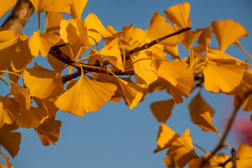 黄色く色づいたイチョウの木と青空
