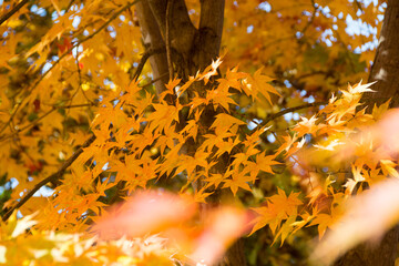 黄葉したモミジの葉
