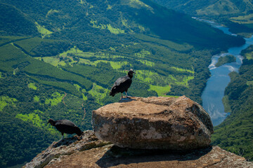 vulture on the rocks