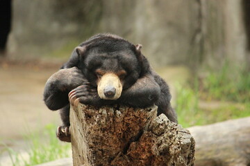 black bear cub sleeping