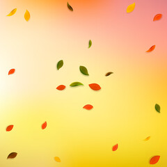 Falling autumn leaves. Red, yellow, green, brown r