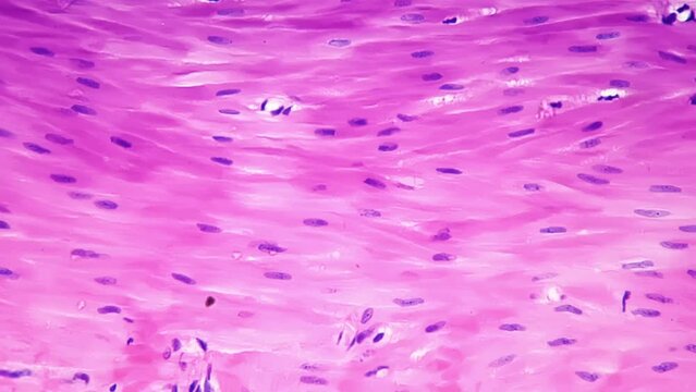 Smooth muscle isolated whole mount magnified by lab microscope in 400 times and filmed on bright field. The internal structure of the human muscular system in macro. Learning anatomy at university