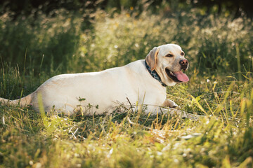 Labrador dog portrait in nature at beautiful sunset