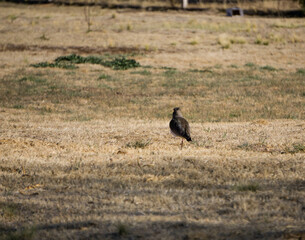 aves merodeando por los alrededores