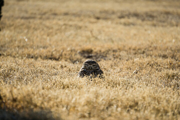 aves merodeando por los alrededores