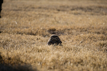 aves merodeando por los alrededores