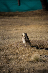 aves merodeando por los alrededores