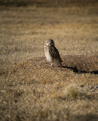 aves merodeando por los alrededores