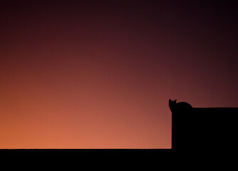 Cat silhouette on the roof in pink sunset.
