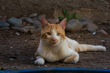Naklejka na ściany i meble lindos gatitos en el jardín
