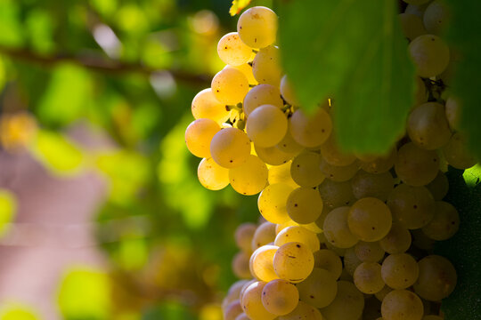 Ripe white grapes on branch with blurred vineyard background