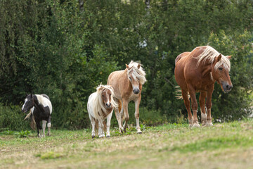 Fototapeta na wymiar A mixed herd of horses having fun on a summer pasture outdoors. Horses in motion