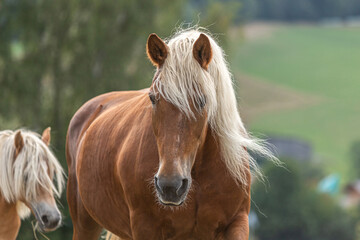 Portrait of a beautiful chestnut south german draught horse coldblood mare on a pasture in late...