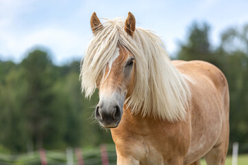 Portrait of a young haflinger horse mare on a pasture in summer outdoors
