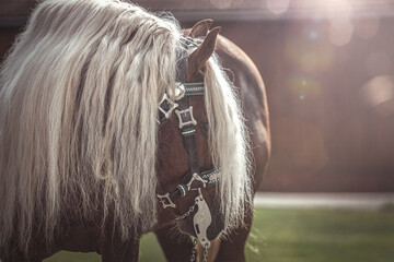 Rustic portrait of a stunning south german draft horse coldblood stallion