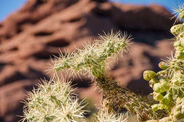cactus in the desert