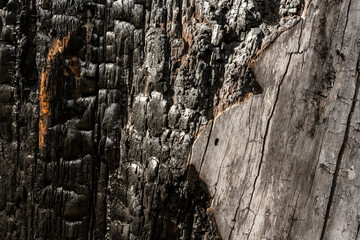 Edge of Burned Old Log and Gray Wood