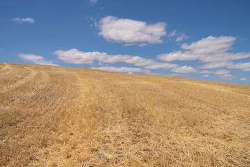 Fototapeta premium field of wheat to the left