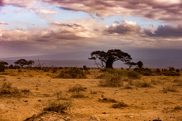 Naklejka premium Storm clouds over the Masai Mara in Kenya Africa.