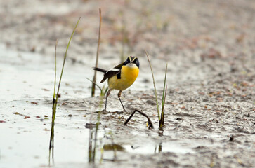 small colorful bird in the mud