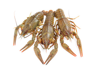 Fresh raw crayfishes isolated on white. Healthy seafood