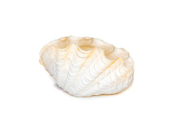 Image of seashells clam pearled on a white background. Undersea Animals. Sea Shells.