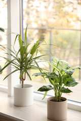 Different potted plants near window at home