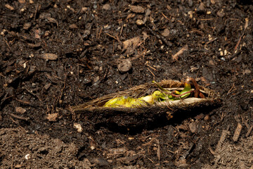 Mango tree seedling sprouts in organic dirt in a garden
