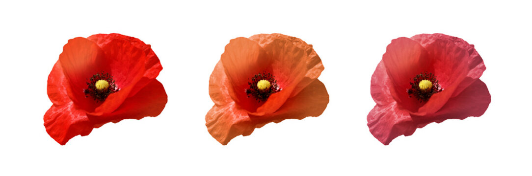 Set with beautiful poppy flowers on white background. Banner design