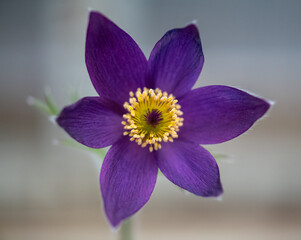 A macro of a single dark purple clematis flower with a pale green stem. The climbing bloom has vibrant yellow stamens in the center bloom. The thin petals are pointy and delicate.