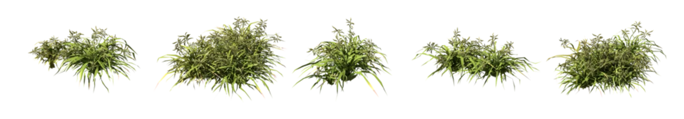 Foto op Aluminium Set of grass bushes isolated. Dallisgrass. Paspalum dilatatum. 3D illustration © Sasha Strekoza