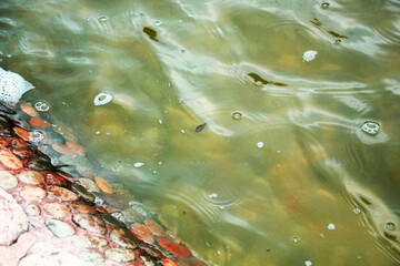 Tadpole in a Fountain