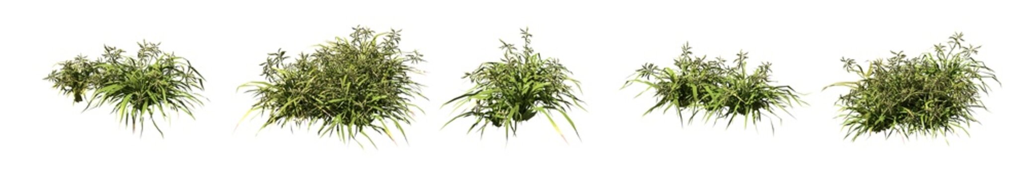 Set of grass bushes isolated. Dallisgrass. Paspalum dilatatum. 3D illustration