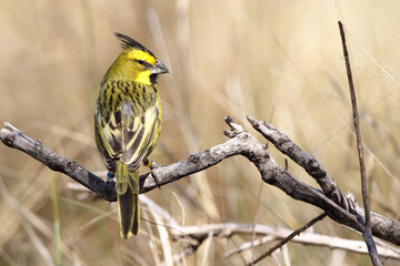 Yellow Cardinal on a branch